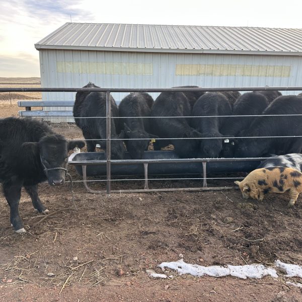 ranch1